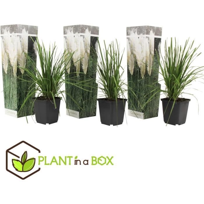 Set de 3 Cortaderia Selloana Herbe de la Pampa Blanche Pot 9cm — free download