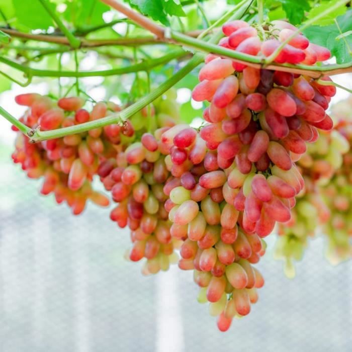 arbre à raisins rouges