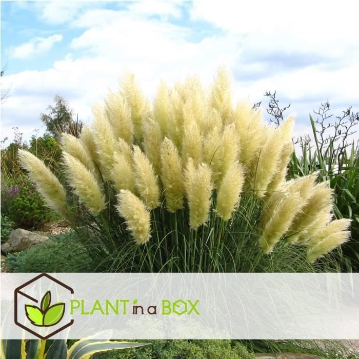Set de 3 Cortaderia Selloana Herbe de la Pampa Blanche Pot 9cm — free download