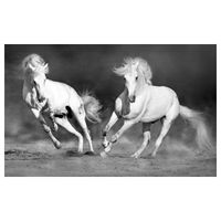 Affiche cheval camarguais noir et blanc , 60x40cm - made in France