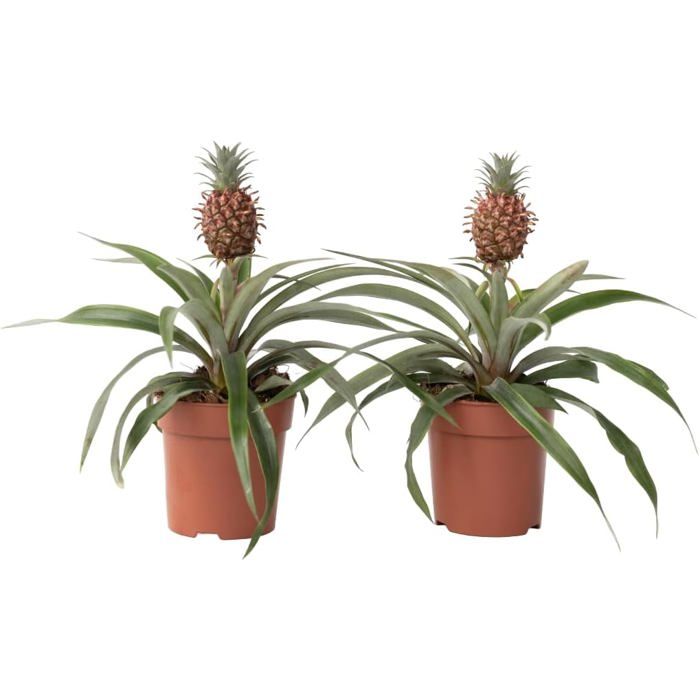 Plant in a Box Plante ananas 'Mi Amigo' Set de 2 Pot 12cm — free download