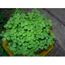 Trifolium Repens L - SEM06 White Clover - Tr/èfle Blanc Nain Huia Non Trait/é 1 gramme Engrais vert - Green manure