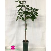 Clématite 'Fenne' • Plante Grimpante Rustique • Pot ⌀15 Cm • 60-70 Cm