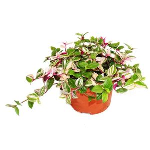 PLANTE POUSSÉE Exotenherz - fleur à trois mâts - Tradescantia quadricolor - plante d'intérieur à suspendre facile d'entretien - pot de 12 cm