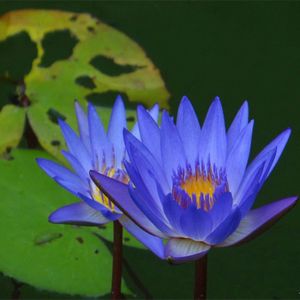 GRAINE - SEMENCE 10pcs multicolore Lotus (Lotus) graine - Bleu