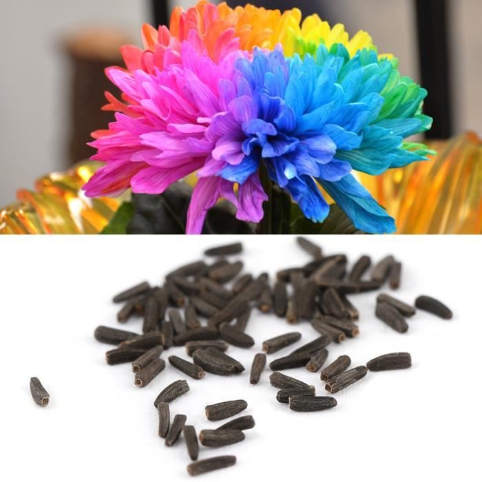 100 Pcs Rainbow Chrysanthemum Fleur Graines Spécial Coloré Maison Jardin Balcon Bonsa? Décor
