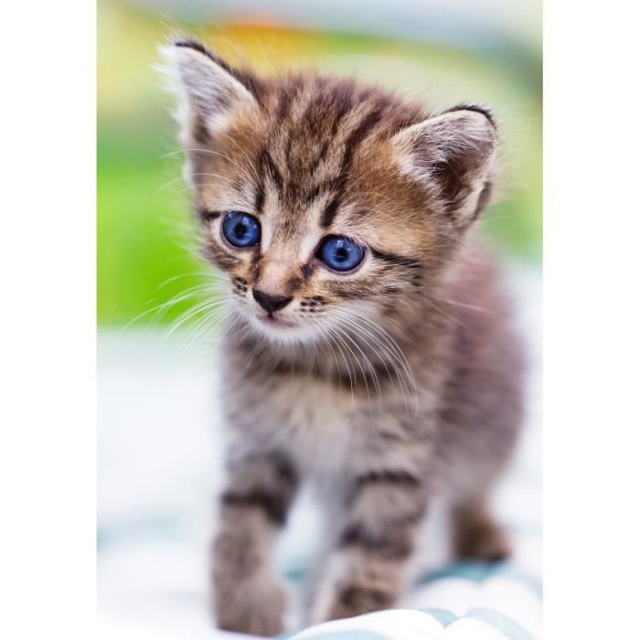 Affiche poster Chat chaton - dimensions:21 x 29,7 cm (A4) - Cdiscount
