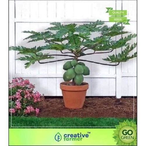 Graines De Papaye Naine Hai - Papayer Miniature Fruitier Pour Jardin | Plante Décorative Hybride