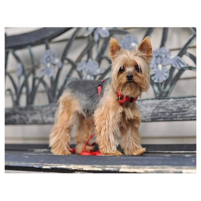 Pour Broderie 5d Diy Diamant Peinture Point De Croix Yorkshire Terrier Chien Nouveau Complet mosa/ïque kit D/écoration de La Maison 30x40 cm