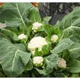 150 Graines de Chou-Fleur - jardins potager légumes - semences paysannes-1