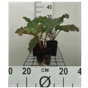 PLANTE POUSSÉE Rheum rhabarbarum - Rhubarbe en pot de 9x9 cm