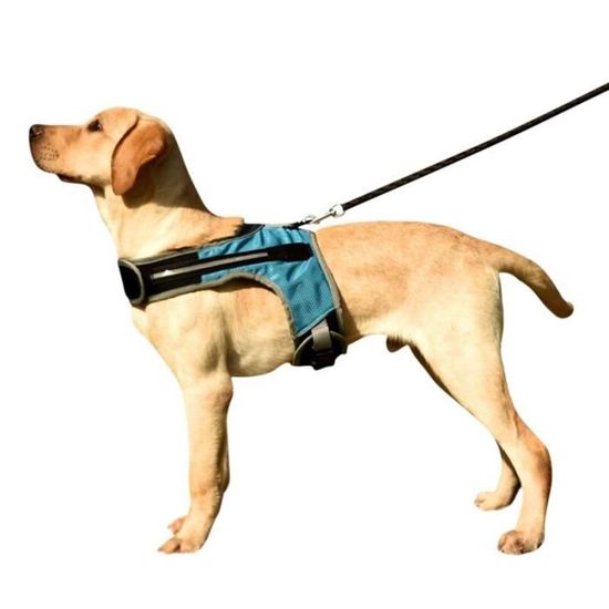 Harnais lumineux pour chien, accessoire de sécurité pour animaux de compagnie, avec LED, laisse, ceinture, collier, [D4DC979]
