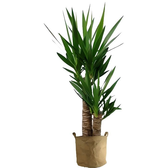 Yucca 70cm