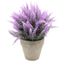 Doubleer 10pcs spirale herbe semences bonsa/ï plante Gramin/ées graines