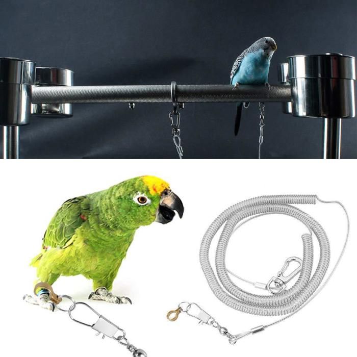 Laisse pour perroquet - 6 m (8 5 mm) - boucle confortable - plastique résistant & inox - anti-fugue