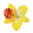 1 Jolie Barrette Clip Fleur Exotique Rose8 Cm De Diamètre