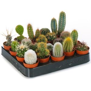 PLANTE POUSSÉE Cactus Mixtes - 20 Plantes - Pour la Maison  Bureau Plante en Pot - Cadeau Idéal