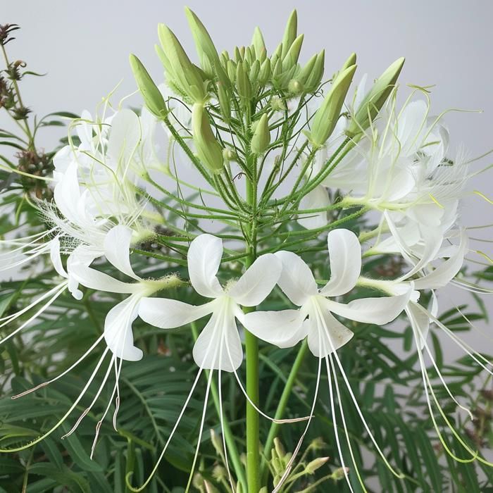 Meilleurs prix pour 250 Graines de Cléome Blanche - SemiSauvage Permaculture
