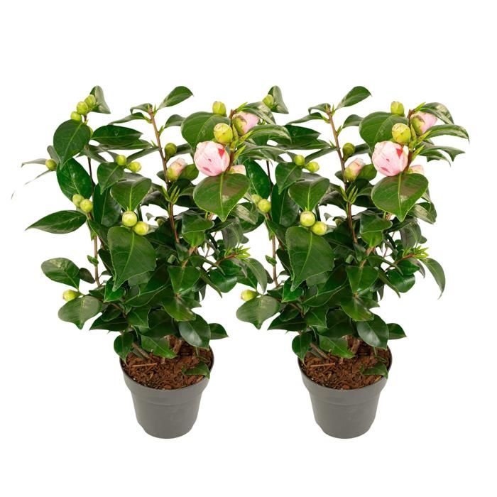 Camellia Mat main image 0