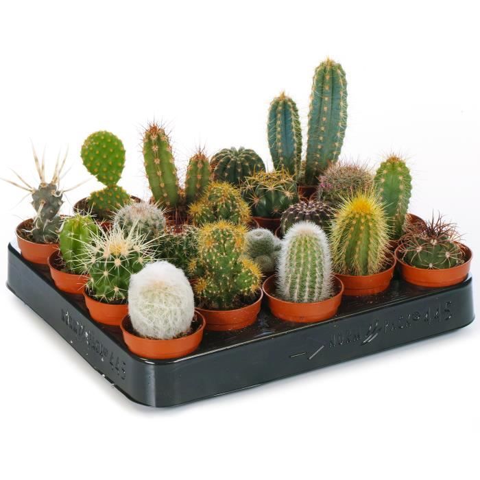 Cactus Mixtes - 20 Plantes - Pour la Maison Bureau Plante en Pot - Cadeau Idéal