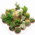 Cactus Mixtes - 20 Plantes - Pour la Maison  Bureau Plante en Pot - Cadeau Idéal-1