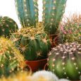 Cactus Mixtes - 20 Plantes - Pour la Maison  Bureau Plante en Pot - Cadeau Idéal-3