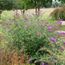 Gardener S Word Dead Heading Buddleia Flowers