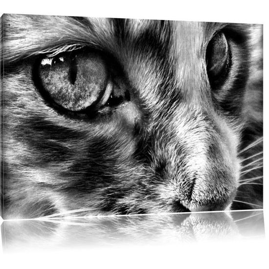 Monocrome Petit Chat Dans Le Profil Lateral Taille 1x80 Sur Toile Xxl Enormes Photos Completement Encadrees Avec Civiere Cdiscount Maison Monocrome Petit Chat Dans Le Profil Lateral Taille 1x80 Sur Toile Xxl Enormes Photos Completement Encadrees Avec Civiere Cdiscount Maison