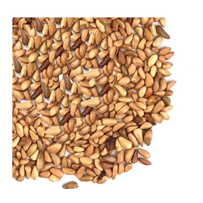 500 Graines De Rosier Grimpant, Graines De Roses De Couleurs