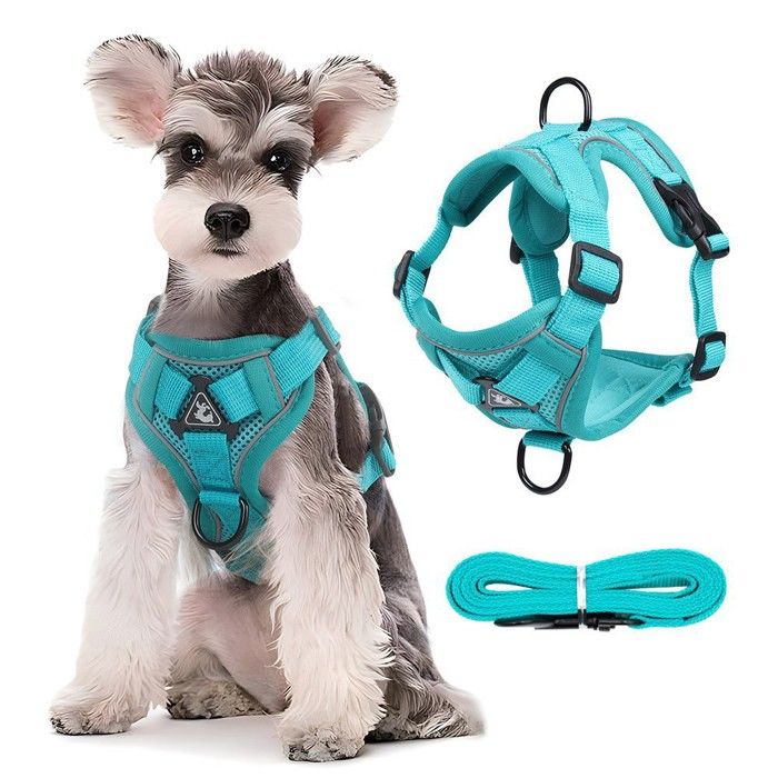 Harnais pour Chat avec Laisse Extensible 5m - Kit Anti-Évasion Bleu Lac Taille M pour Chaton et Petit Chien