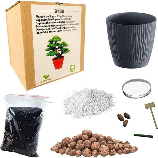 Kit Bonsaï TerraBox Prêt à Pousser - Graines Bio Wisteria/Acer/Picea - DIY Jardin Japonais - Made In France