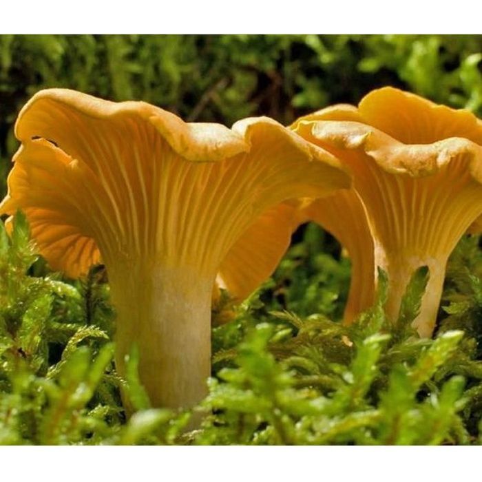 Mycélium de Girolle Jaune Kit de culture champignons 15ml /50 ml (tube, 15ml)