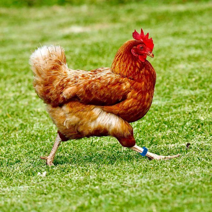 Anneaux De Cuisse Numérotés Pour Volaille - Lot Avec Clip - Pour Poules, Canards, Oiseaux - Identification Facile