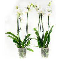 Orchidées – 2 × Orchidée papillon blanc – Hauteur: 60 cm, 3 pousses, fleurs blanches X836