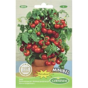 GRAINE - SEMENCE Graines Tomate cerise pour pot MINIBEL A101