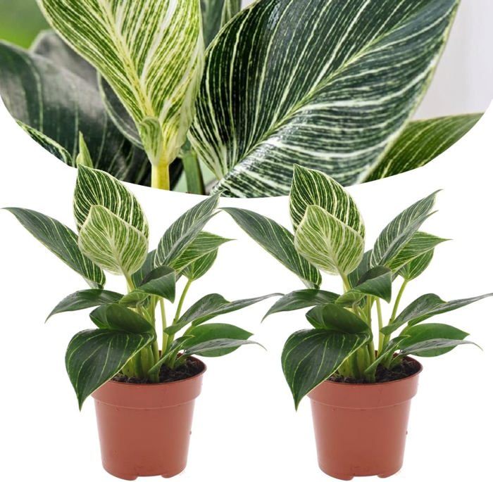 Philodendron 'Vague Blanche' - Pot 12cm - Hauteur 20-30cm
