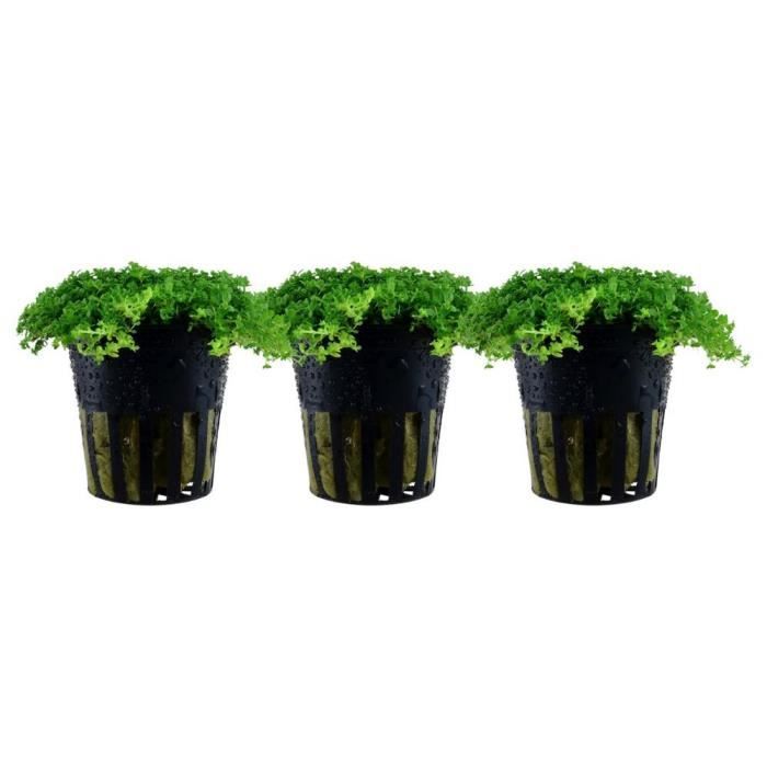Meilleurs prix pour AquaOne Plantes d'aquarium - Pack de 3 plantes No.048B