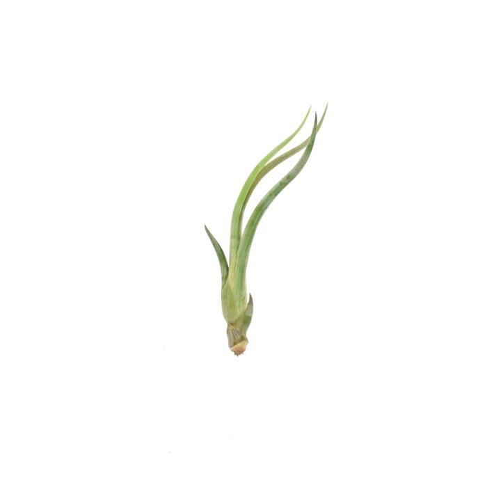 Tillandsia Baileyi de DIXIE STORE, vraie plante aérienne sans racines,  environ de 9 cm de hauteur, non-toxic pour chats et chiens