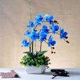 100PCS Phalaenopsis Graines Orchidée Graines Bonsaï Fleur Graines pour la Maison Garden-Blue-0