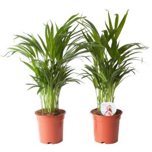 PLANTE POUSSÉE Plantes d'intérieur de Botanicly – 2 × palmier d'Arec – Hauteur: 65 cm – Areca dypsis lutescens153