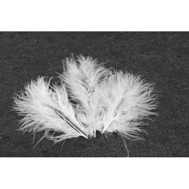 HOBI 20 Plumes de Décoration Blanc