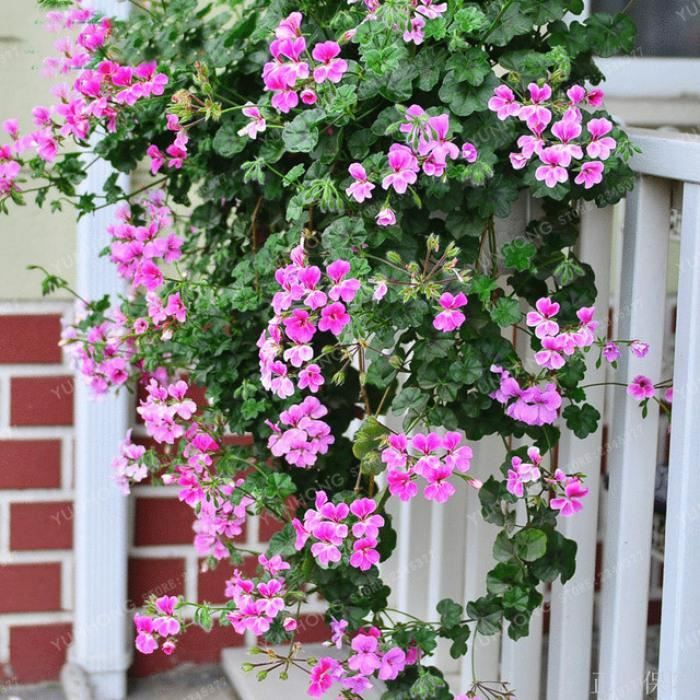 Géranium Seed Plantes Vivaces Graines à Planter Géraniums Parfumés Pansy Ncient 20 Pcs/Sac Graines Semences de Fleurs 