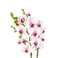 100PCS Phalaenopsis Graines Orchidée Graines Bonsaï Fleur Graines pour la Maison Garden-Blue-3