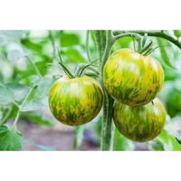 25 Graines de Tomate Green Zebra - Véritable légume ancien - méthode BIO