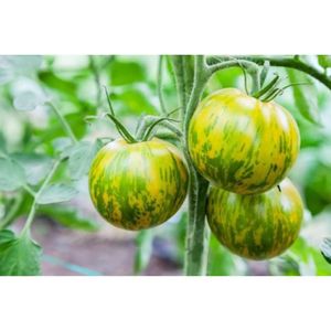 GRAINE - SEMENCE 25 Graines de Tomate Green Zebra - Véritable légume ancien - méthode BIO