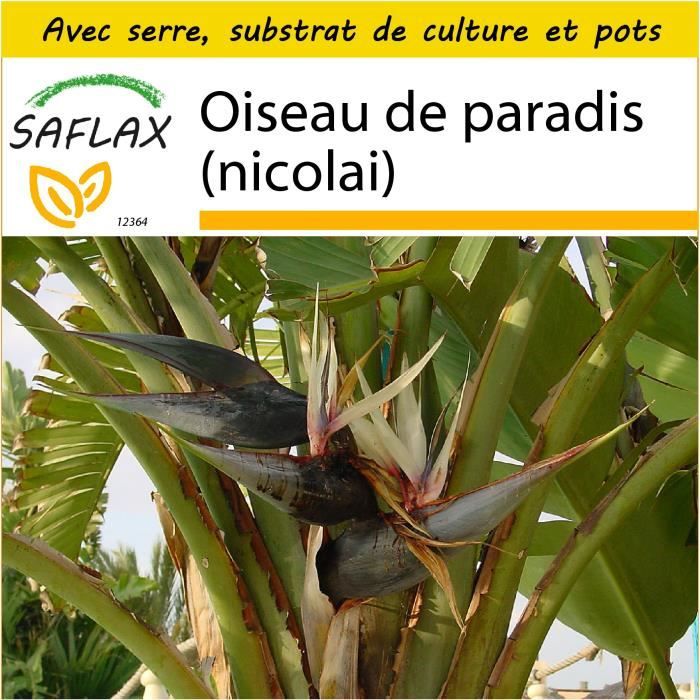 Saflax Kit De Culture Oiseau De Paradis Nicolai 5 Graines Strelitzia Nicolai