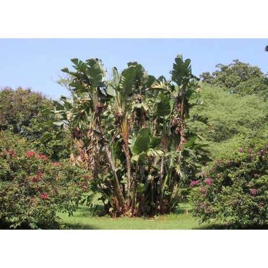 Saflax Kit De Culture Oiseau De Paradis Nicolai 5 Graines Strelitzia Nicolai