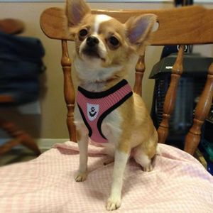 ANIMALS/&CAR piquet d/'attache pour chien et ch