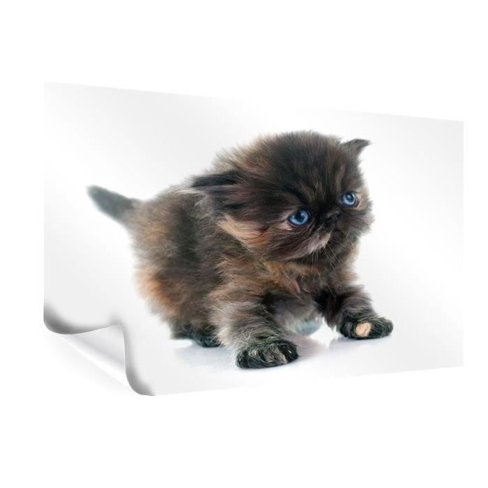 Poster Chaton Persan 30 X Cm Cdiscount