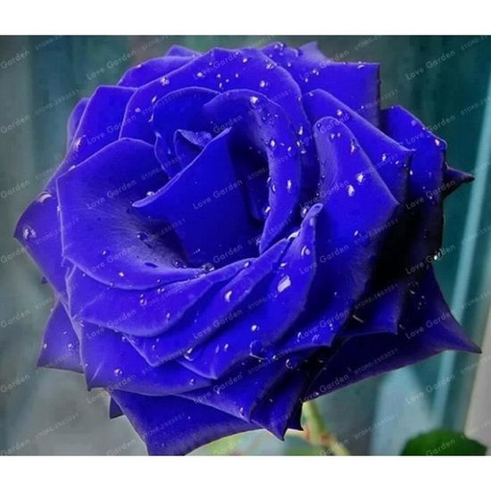 200 pièces graines RARE Bleu Rose Rose Garden Bonsai fleurs maison jardin plantes nouveau V